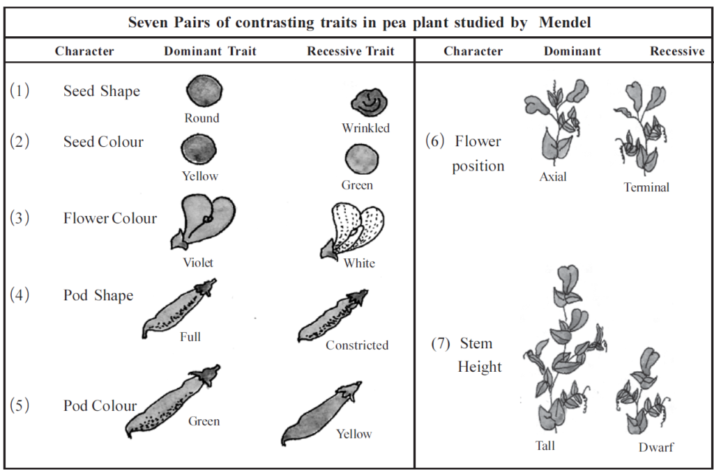 Seven pairs of contrasting traits in pea plant studied by Mendel
