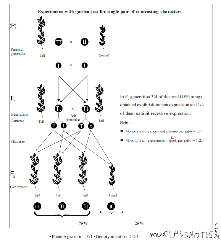 Monohybrid cross of garden pea by Mendel - diagram download
